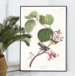 Pine Swamp Warbler Print by John Audubon
