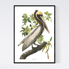 Load image into Gallery viewer, Brown Pelican Print by John Audubon