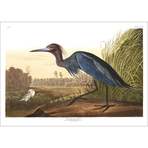 Blue Crane or Heron Print by John Audubon