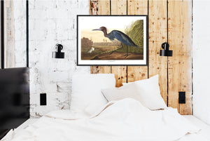 Blue Crane or Heron Print by John Audubon