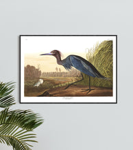 Load image into Gallery viewer, Blue Crane or Heron Print by John Audubon