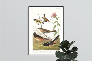 Chestnut Coloured Finch Black-Headed Siskin Black Crown Bunting and Arctic Ground Finch   Print by John Audubon