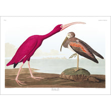 Load image into Gallery viewer, Scarlet Ibis Print by John Audubon
