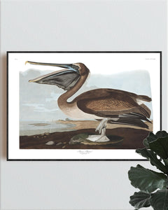 Brown Pelican Print by John Audubon