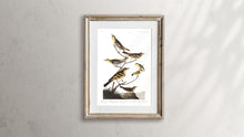 Load image into Gallery viewer, Bullock&#39;s Oriole Baltimore Oriole Mexican Goldfinch Varied Thrush and Common Water Thrush Print by John Audubon