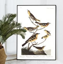 Load image into Gallery viewer, Bullock&#39;s Oriole Baltimore Oriole Mexican Goldfinch Varied Thrush and Common Water Thrush Print by John Audubon
