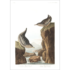 Columbian Water Ouzel and Arctic Water Ouzel Print by John Audubon