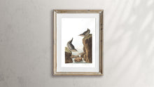 Load image into Gallery viewer, Columbian Water Ouzel and Arctic Water Ouzel Print by John Audubon