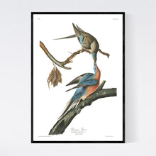 Load image into Gallery viewer, Passenger Pigeon Print by John Audubon