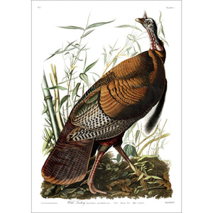 Wild Turkey Print by John Audubon