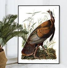 Load image into Gallery viewer, Wild Turkey Print by John Audubon