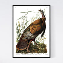 Load image into Gallery viewer, Wild Turkey Print by John Audubon