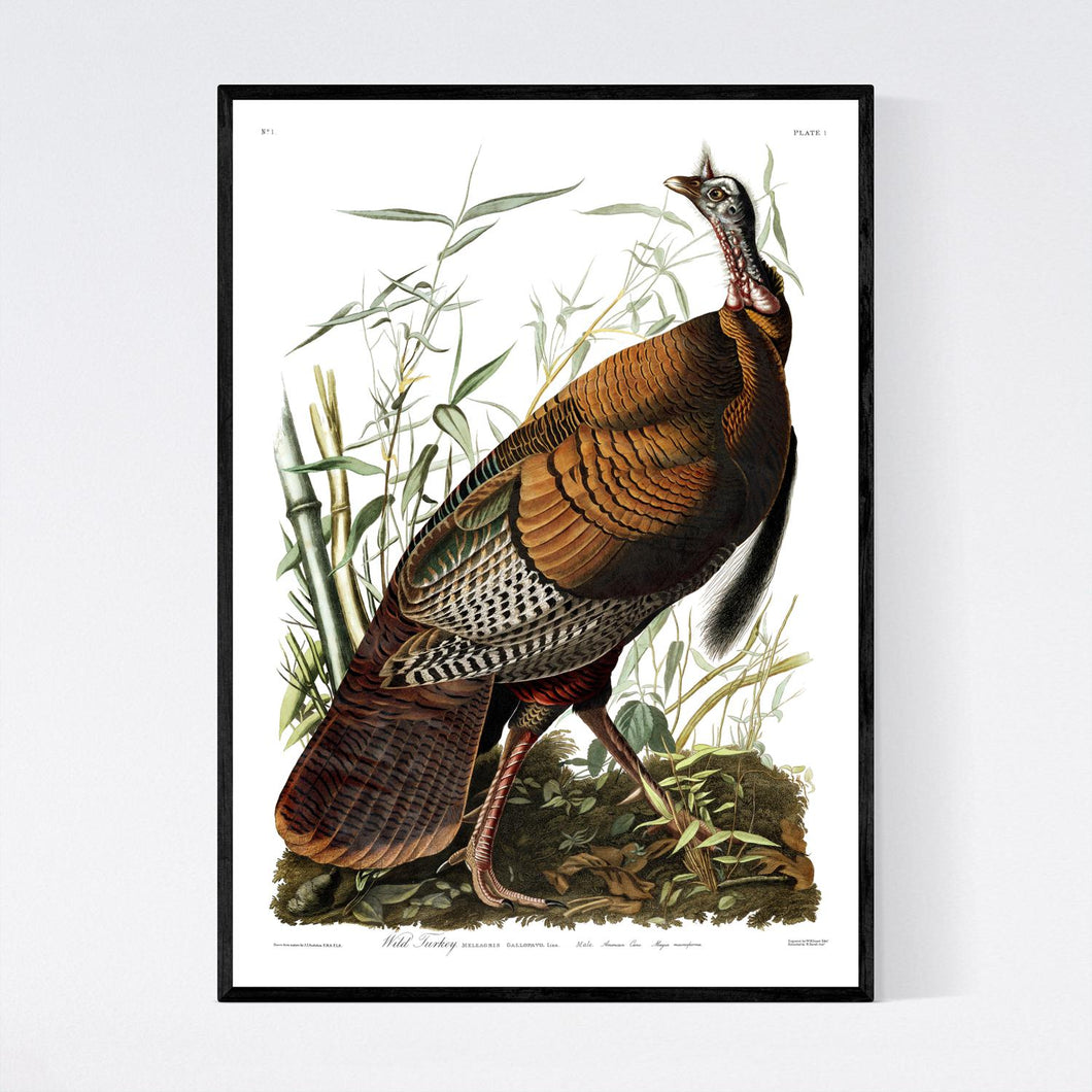 Wild Turkey Print by John Audubon
