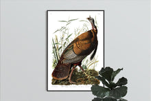 Load image into Gallery viewer, Wild Turkey Print by John Audubon