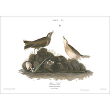 Load image into Gallery viewer, Brown Lark Print by John Audubon