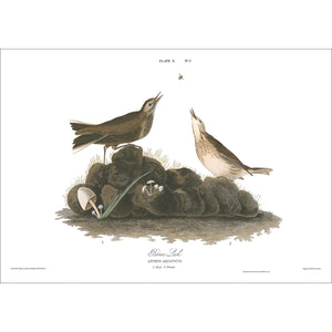 Brown Lark Print by John Audubon