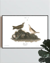 Load image into Gallery viewer, Brown Lark Print by John Audubon