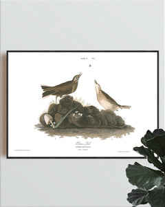 Brown Lark Print by John Audubon