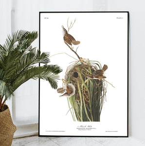 Marsh Wren Print by John Audubon