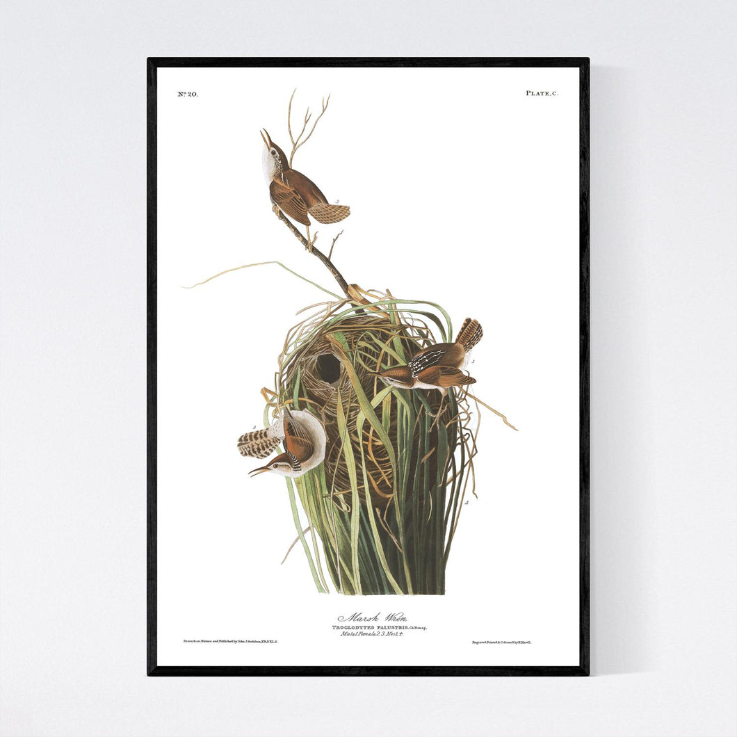 Marsh Wren Print by John Audubon