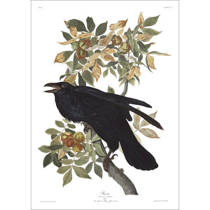 Raven Print by John Audubon