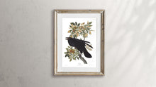Load image into Gallery viewer, Raven Print by John Audubon