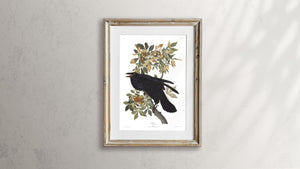 Raven Print by John Audubon