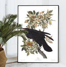 Load image into Gallery viewer, Raven Print by John Audubon