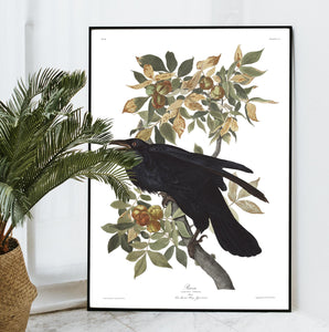 Raven Print by John Audubon