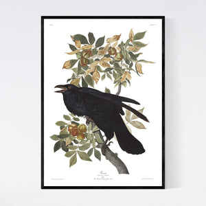 Raven Print by John Audubon