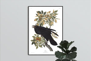 Raven Print by John Audubon
