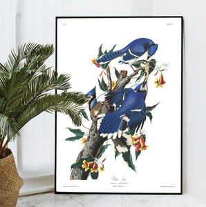 Blue Jay Print by John Audubon