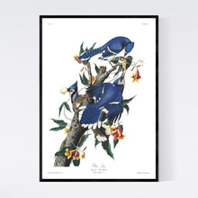 Load image into Gallery viewer, Blue Jay Print by John Audubon