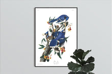 Load image into Gallery viewer, Blue Jay Print by John Audubon