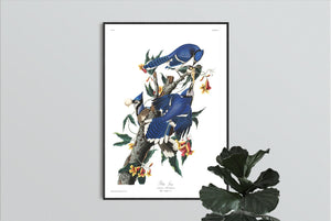 Blue Jay Print by John Audubon