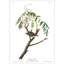 Load image into Gallery viewer, Chipping Sparrow Print by John Audubon