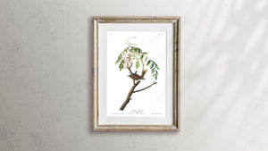 Chipping Sparrow Print by John Audubon