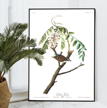 Load image into Gallery viewer, Chipping Sparrow Print by John Audubon