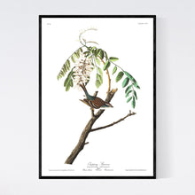Load image into Gallery viewer, Chipping Sparrow Print by John Audubon