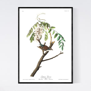 Chipping Sparrow Print by John Audubon