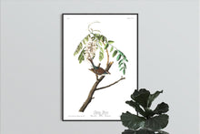 Load image into Gallery viewer, Chipping Sparrow Print by John Audubon