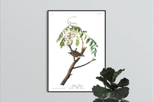 Chipping Sparrow Print by John Audubon