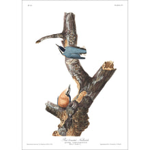 Load image into Gallery viewer, Red-Breasted Nuthatch Print by John Audubon