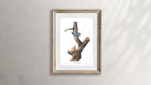 Red-Breasted Nuthatch Print by John Audubon