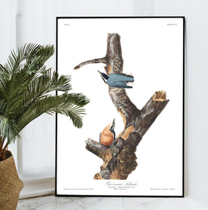Red-Breasted Nuthatch Print by John Audubon