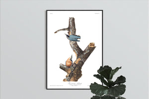Red-Breasted Nuthatch Print by John Audubon