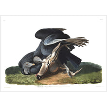 Load image into Gallery viewer, Black Vulture or Carrion Crow Print by John Audubon