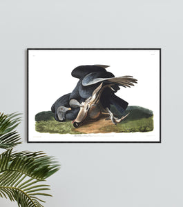 Black Vulture or Carrion Crow Print by John Audubon