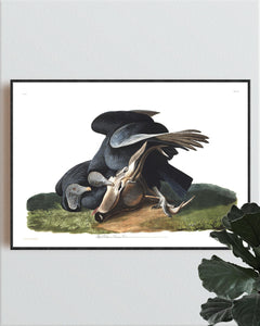 Black Vulture or Carrion Crow Print by John Audubon
