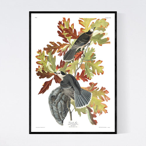 Canada Jay Print by John Audubon